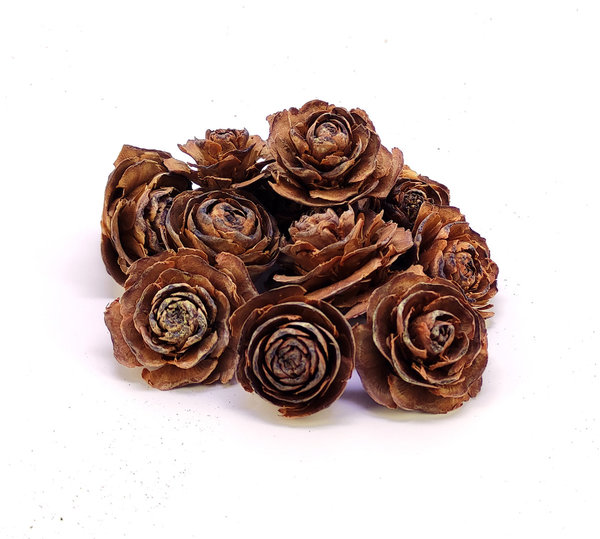 Rosa de Cedro 4-6 cm