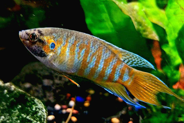 Peixe Paraiso (Macropodus opercularis)