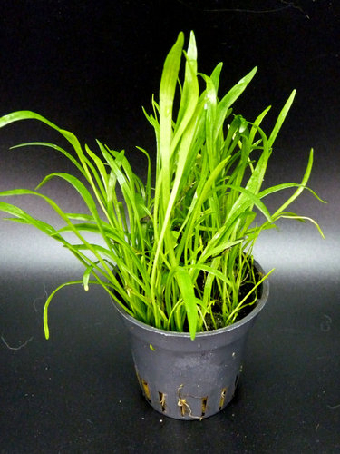 Lilaeopsis "Brasiliensis" - vaso